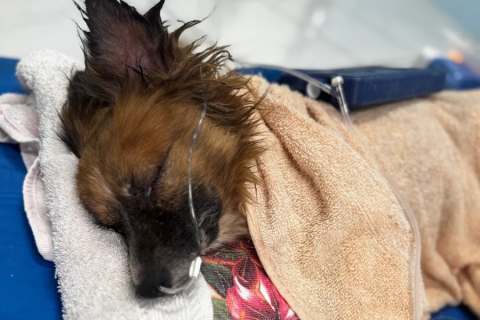 Morre cão enterrado vivo em Sapiranga