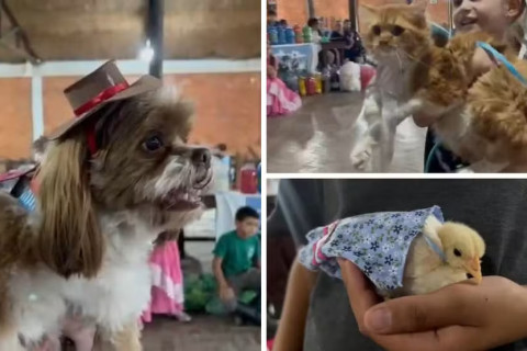 Alerta de fofura: cachorros, gatos e até pintinho participam de concurso de trajes típicos no RS