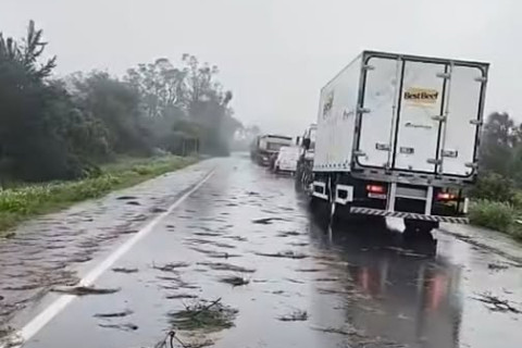 Temporal derruba árvores e bloqueia trânsito na BR-158, em Cruz Alta