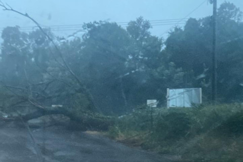 Temporal causa queda de árvores e prejuízos na região